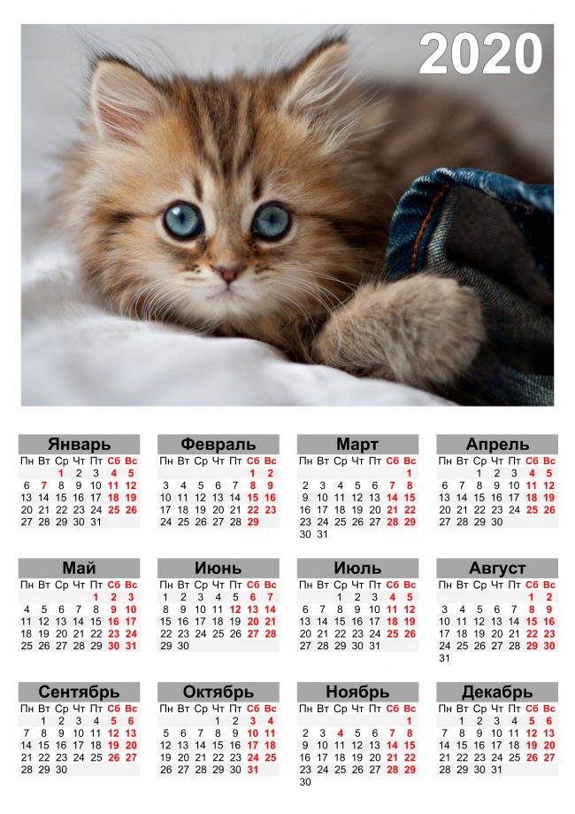Календарь 2020 с котиком